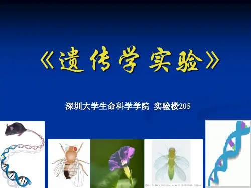 遗传学实验八-果蝇基因组DNA提取