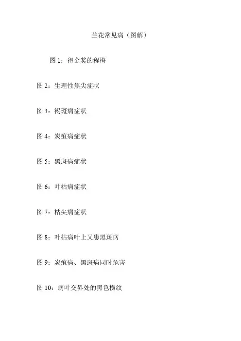 (完整版)兰花常见病(图解)