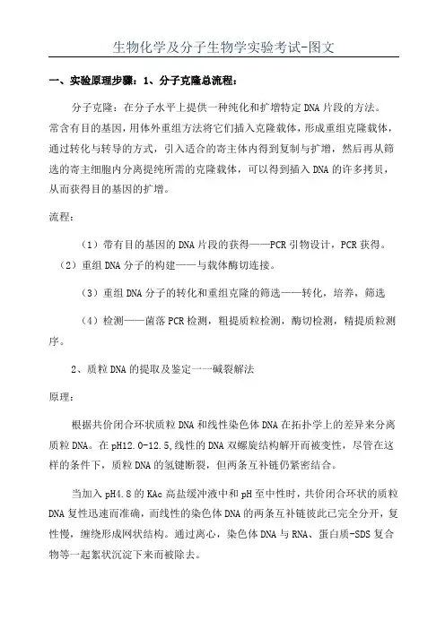 生物化学及分子生物学实验考试-图文