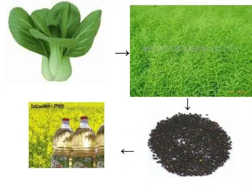 油菜种植计算