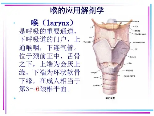 耳鼻咽喉头颈外科学04喉的应用解剖学及生理学ppt课件