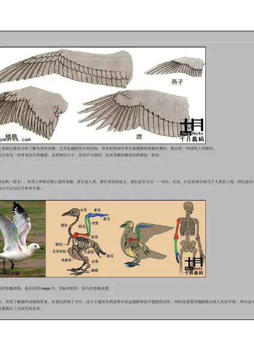 鸟类骨骼绑定