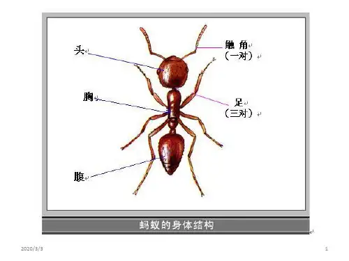 蚂蚁结构图PPT学习课件