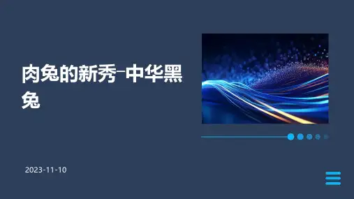 肉兔的新秀―中华黑兔