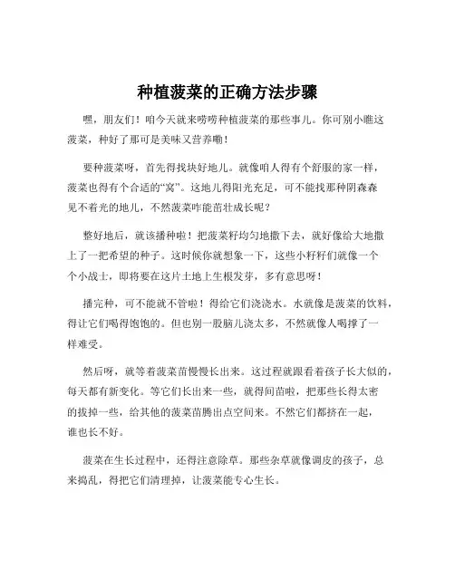 种植菠菜的正确方法步骤