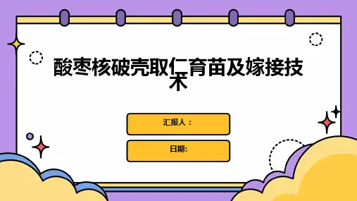 酸枣核破壳取仁育苗及嫁接技术