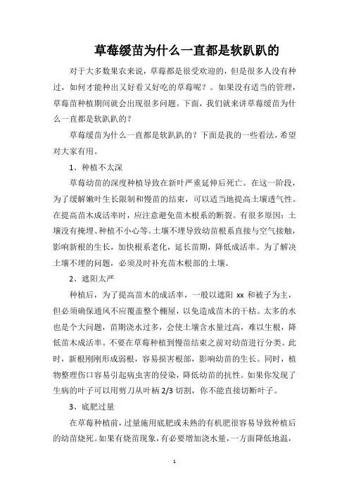 草莓缓苗为什么一直都是软趴趴的