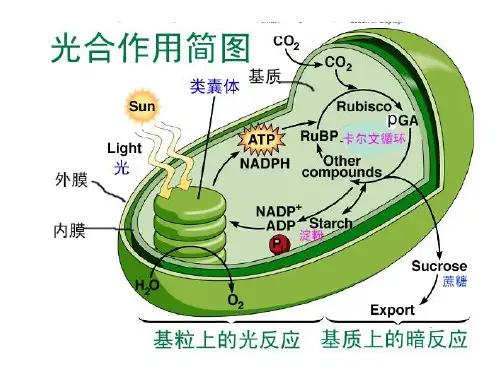 第三章-光合作用--光反应-电子传递
