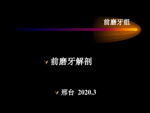 8下颌颌前磨牙解剖