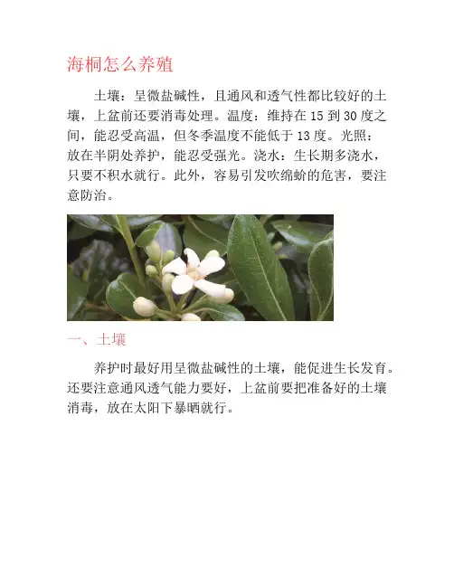 海桐怎么养殖-养花技巧