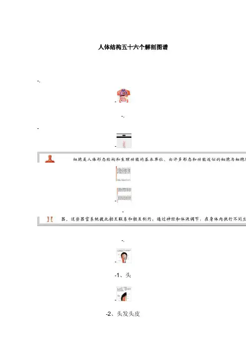 人体结构五十六个解剖图谱
