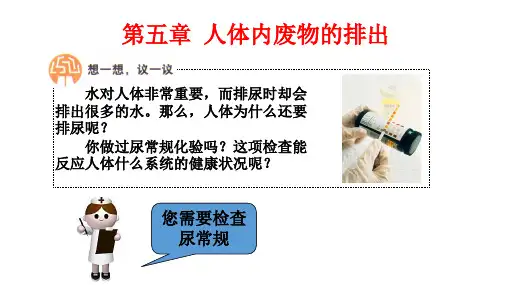 人教版七年级生物下册第四单元第五章   《人体内废物的排出》课件