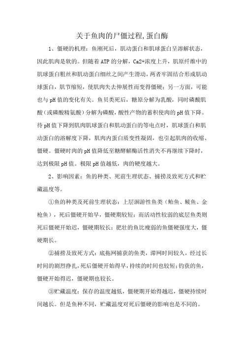 关于鱼肉的尸僵过程,蛋白酶