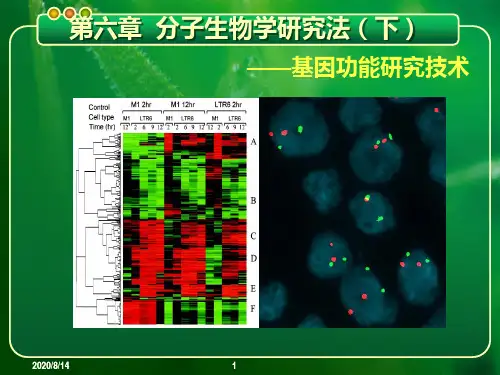 第六章分子生物学研究法