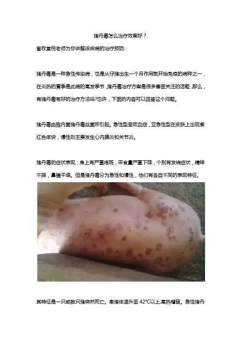 猪丹毒怎么治疗效果好？