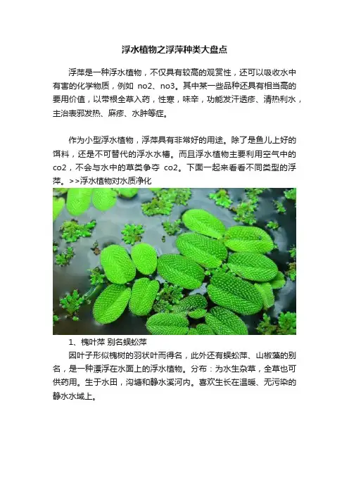 浮水植物之浮萍种类大盘点