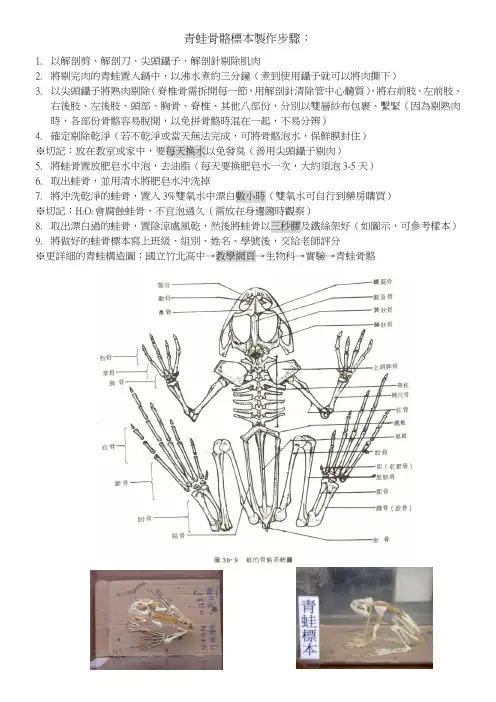 青蛙骨骼标本制作步骤(精)
