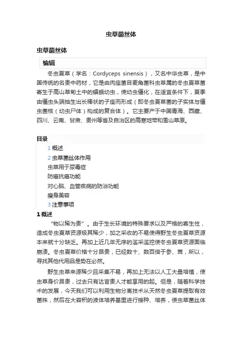 虫草菌丝体