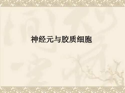 神经生物学_神经元与胶质细胞