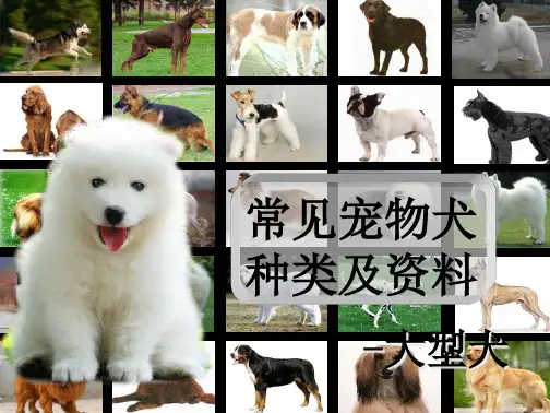 常见宠物犬种类及资料-大型犬PPT课件