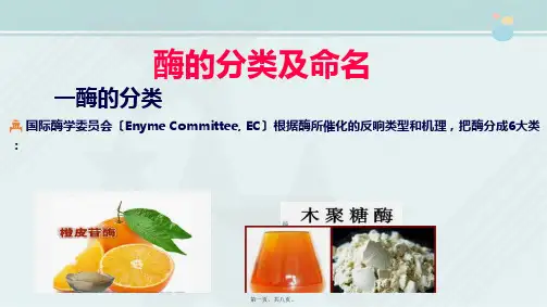 食品营养与检测《酶的分类与命名》
