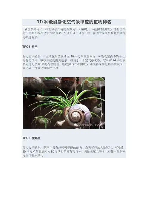 10种最能净化空气吸甲醛的植物排名