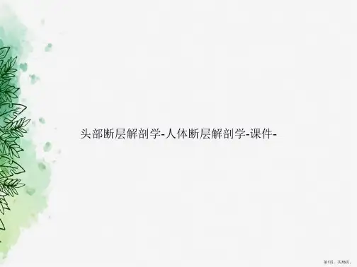 头部断层解剖学-人体断层解剖学--讲课文档