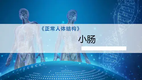 4-7.小肠