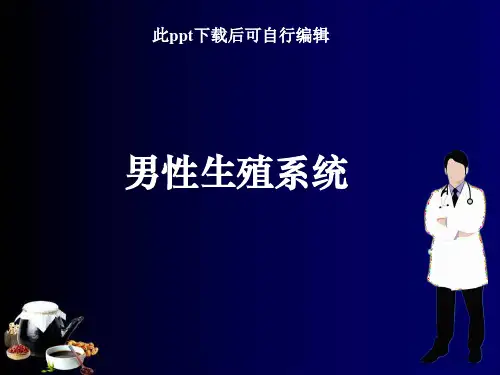 男性生殖系统ppt课件