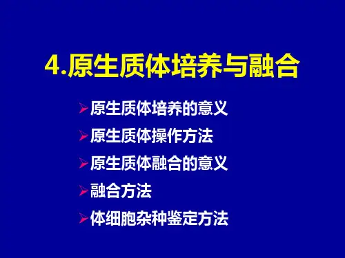 4原生质体培养和融合 