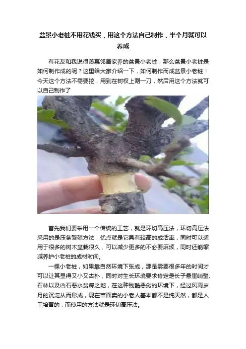 盆景小老桩不用花钱买，用这个方法自己制作，半个月就可以养成