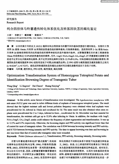 纯合四倍体马铃薯遗传转化体系优化及转基因块茎的褐化鉴定