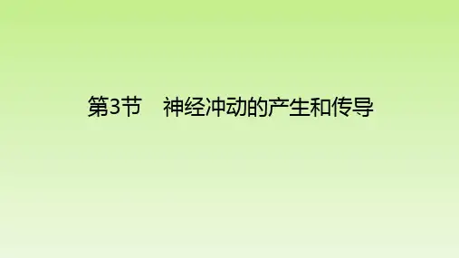 【公开课】神经冲动的产生和传导课件2022-2023学年高二上学期生物人教版选择性必修1