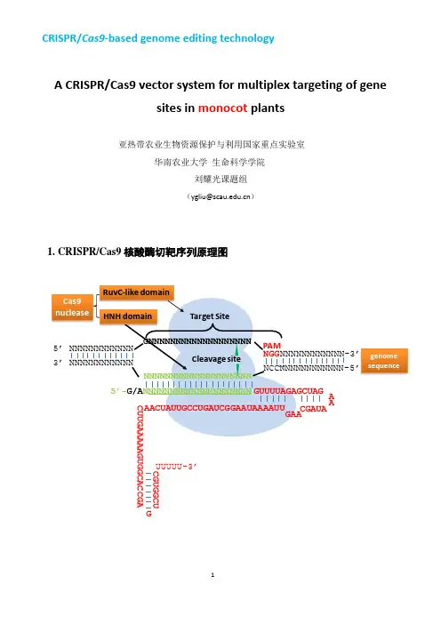 多靶点pCRISPR载体改良版(单子叶植物用)使用方法2014-10-26(P)副本