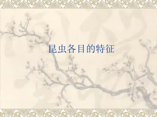 昆虫各目