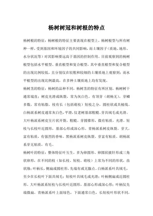 杨树树冠和树根的特点