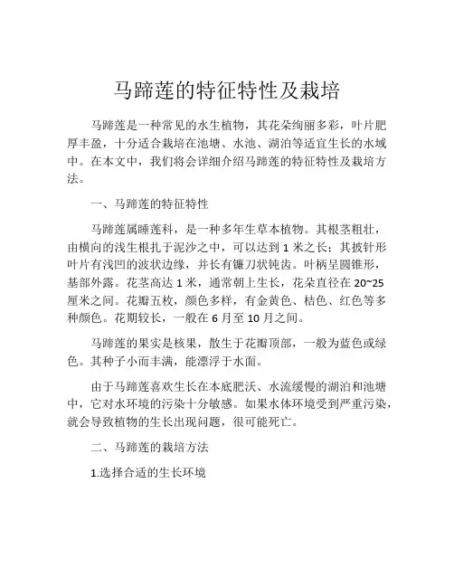 马蹄莲的特征特性及栽培