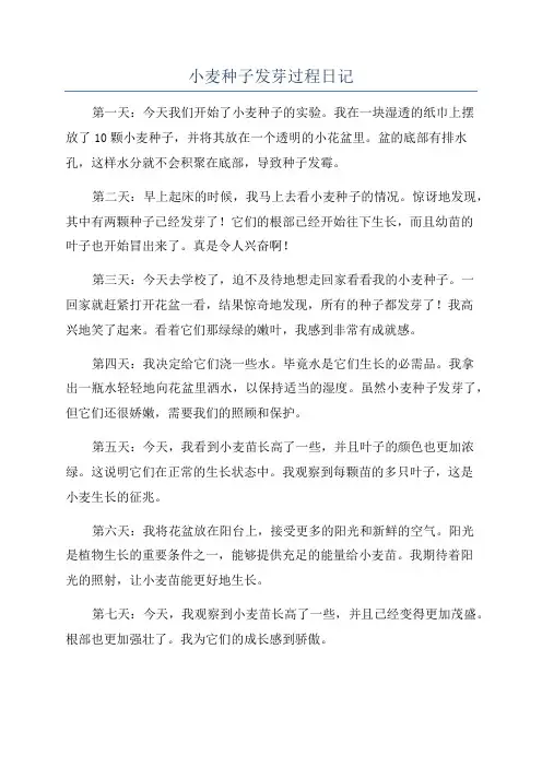 小麦种子发芽过程日记