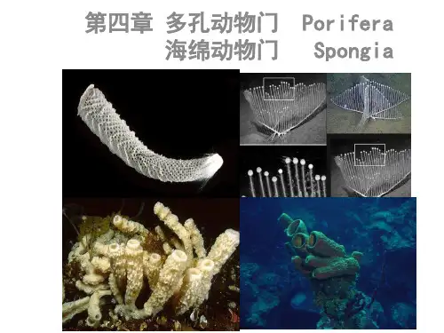 第四章多孔动物门