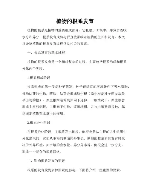 植物的根系发育