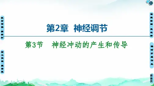 (新教材)高中生物《神经冲动的产生和传导》PPT优质课件人教版1
