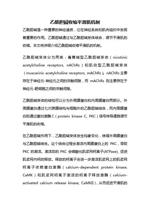 乙酰胆碱收缩平滑肌机制
