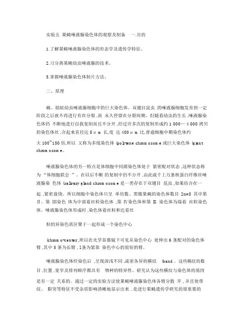 实验六果蝇唾液腺染色体的观察及制备.