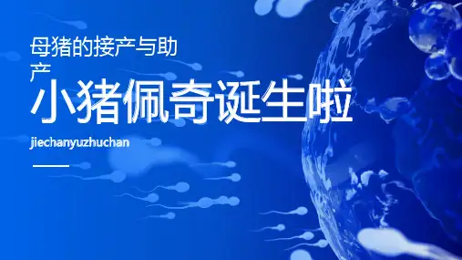 【猪生产课件】接产与助产