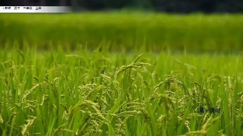 《夏天里的成长》优秀课件(共20张ppt)