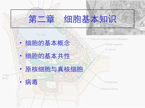 细胞基本知识ppt课件