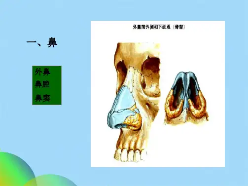 人体构造呼吸系统(共52张PPT)