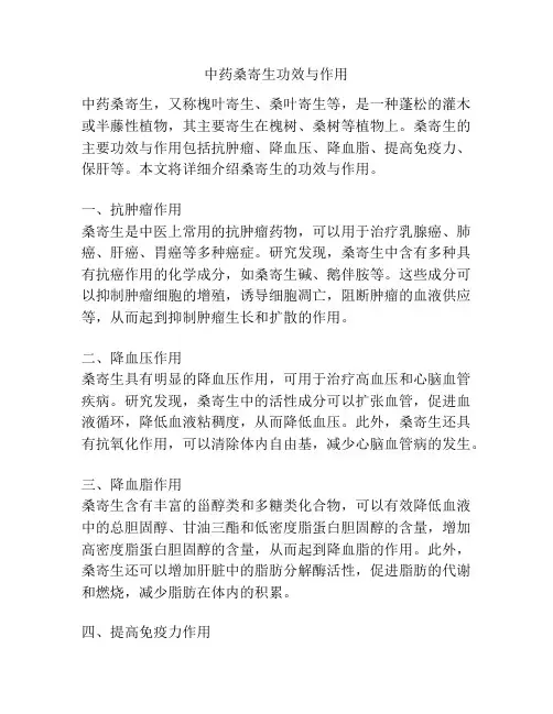 中药桑寄生功效与作用