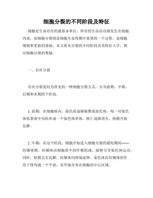 细胞分裂的不同阶段及特征