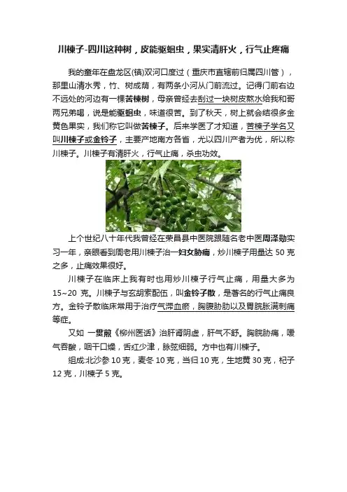 川楝子-四川这种树，皮能驱蛔虫，果实清肝火，行气止疼痛